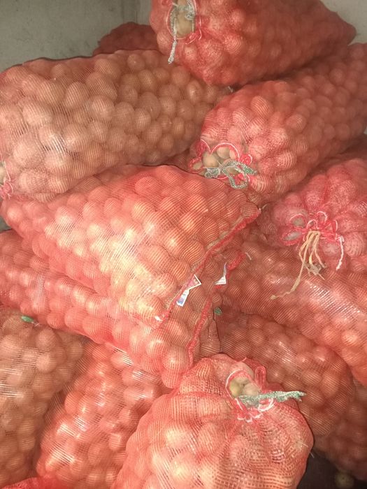 Семенная домашняя картошка