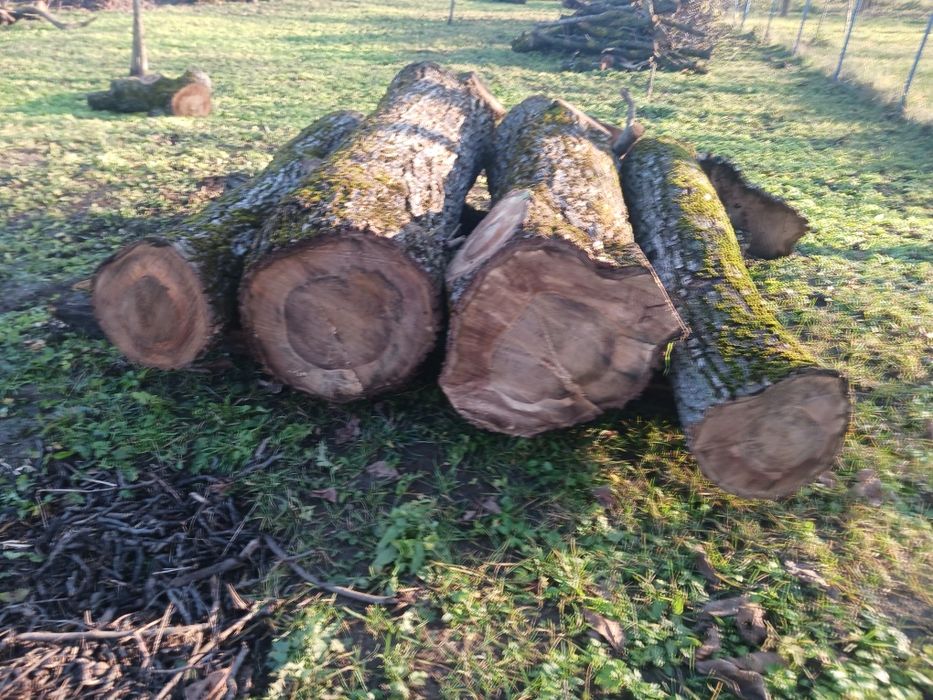 Vând lemn nuc aprox 10mc