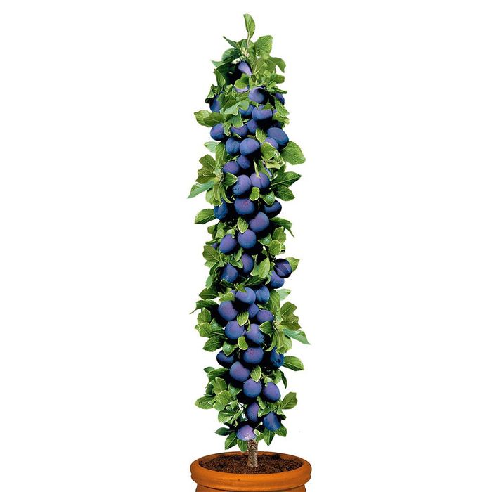 Prun Columnar la Ghiveci