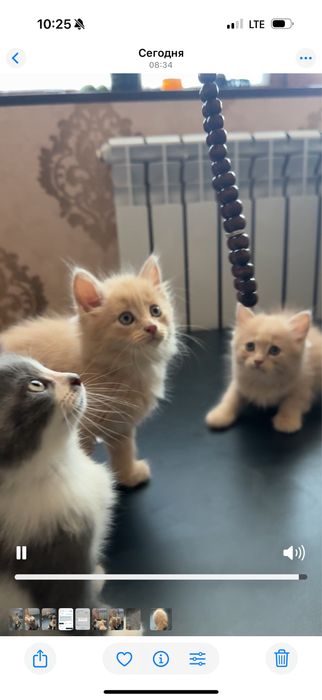 49 kunlik shirintoy, zotdor va yarim zotli goʻzal mushukchalar