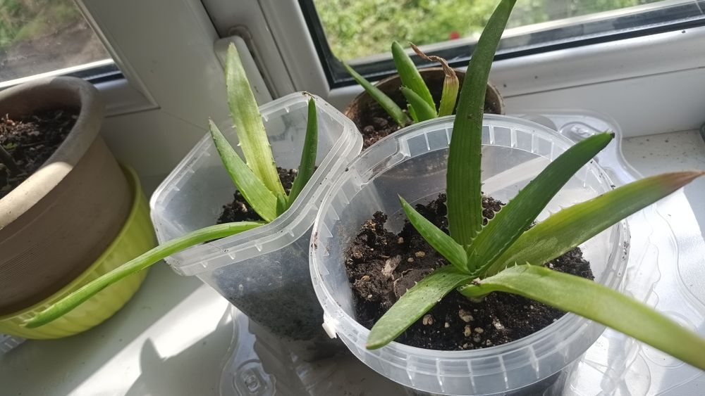 Фиалки комнатные