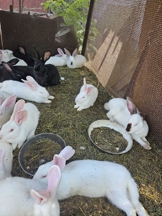 Vand iepuri mici si mari