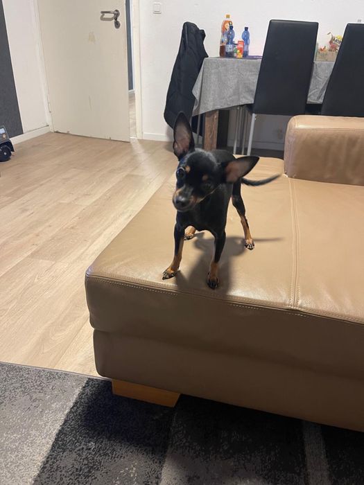 Продавам Женски Мини Пинчер на 7-месеца !