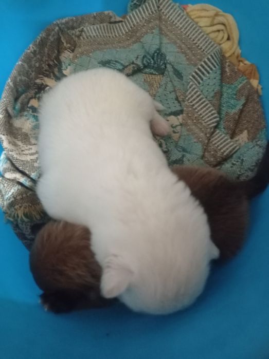 Отдам двух шенков