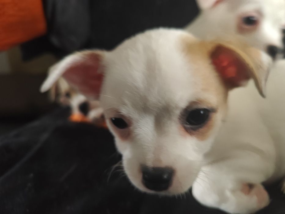 Продавам кученца