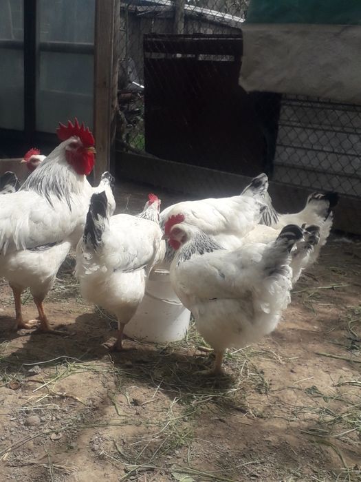 Куры породы адлер