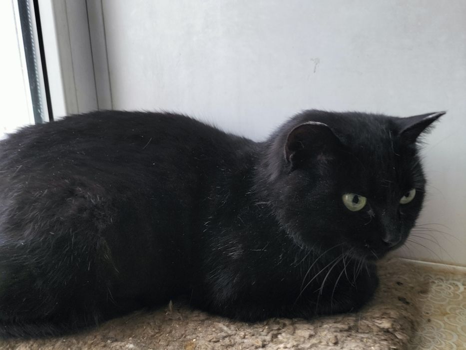 Стериллизованная привитая девочка