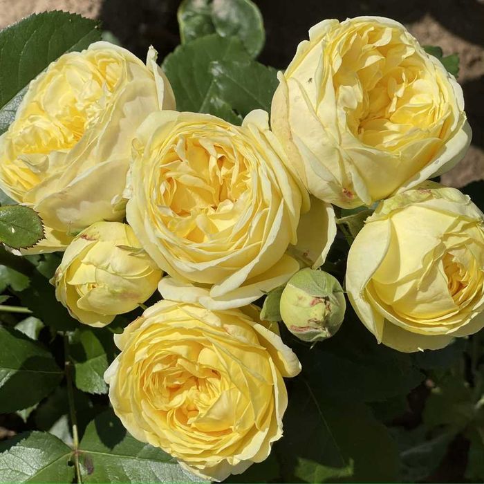 Розы саженцы молодые