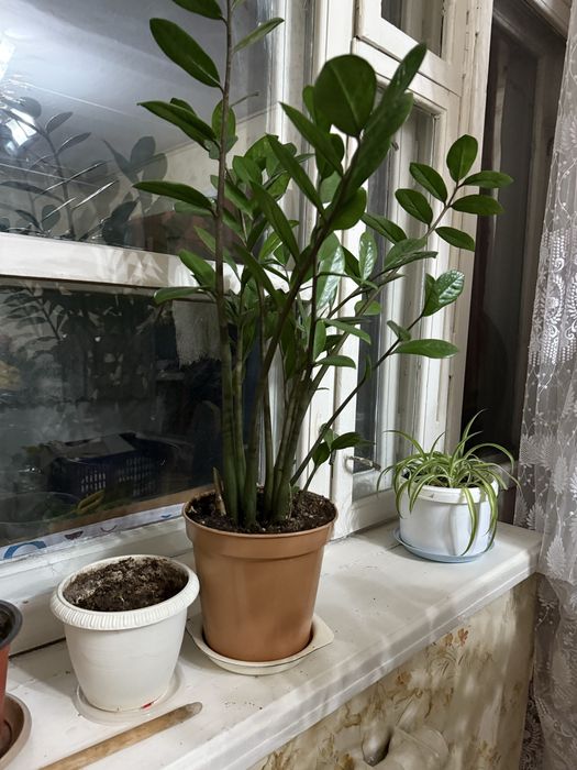 Продам домашний цветок