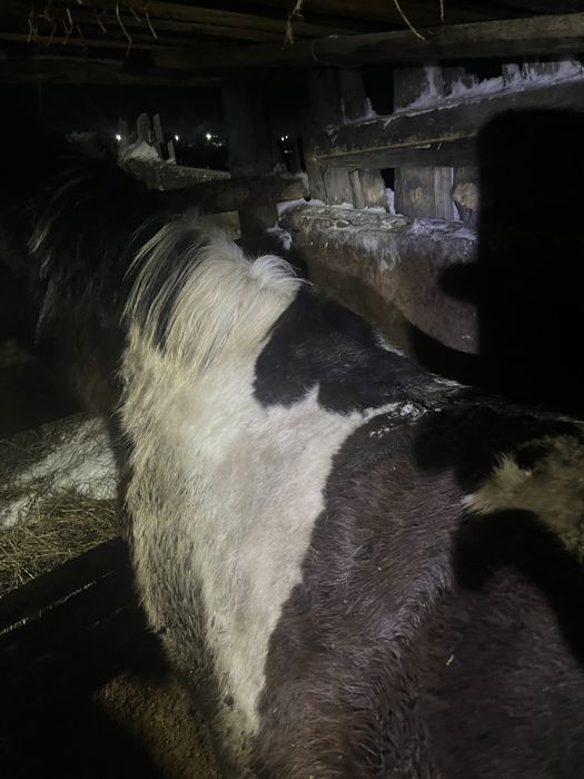 Продам кунана с откорма