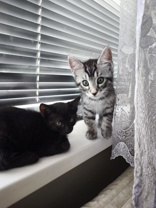 Puiuți adorabili pentru adopție