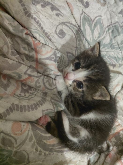 Отдам котят даром