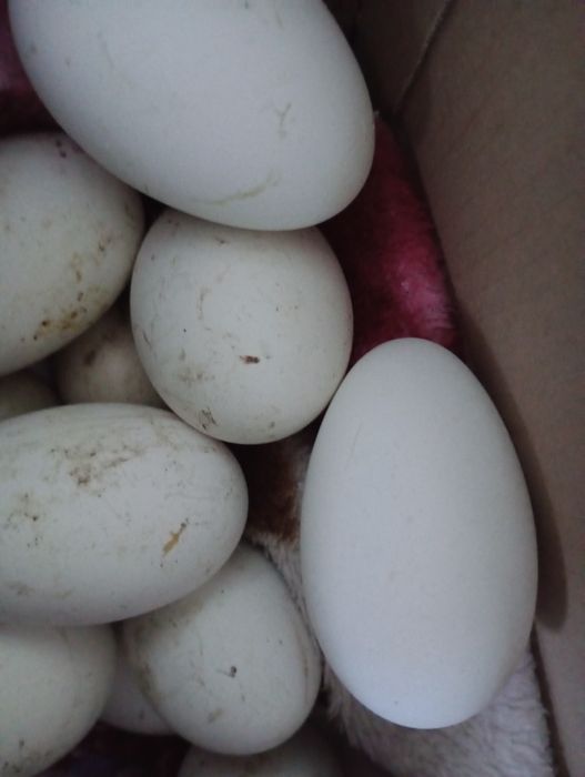 Vand ouă de gasca pentru incubație