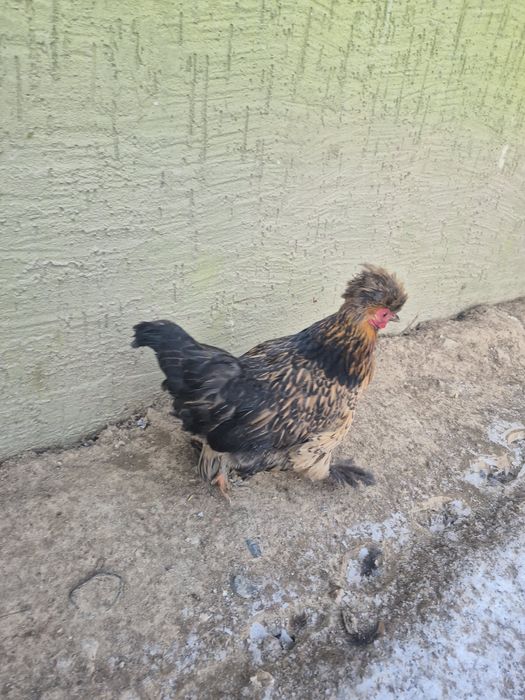 Япон кури пара  сатылады