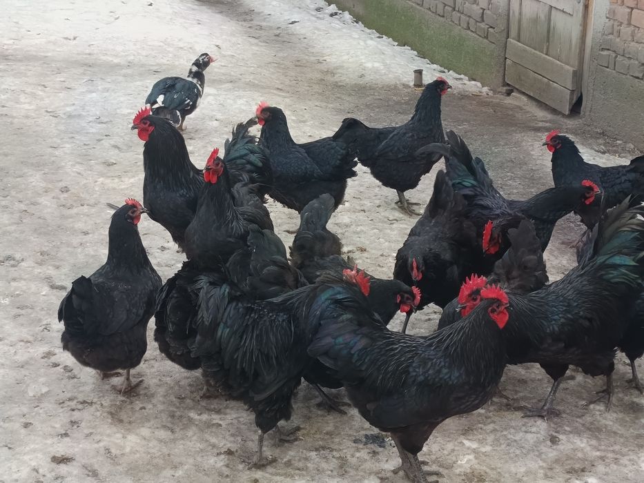 Vând oua.astrolop negru.