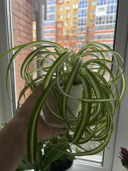 Продам Комнатные  цветы