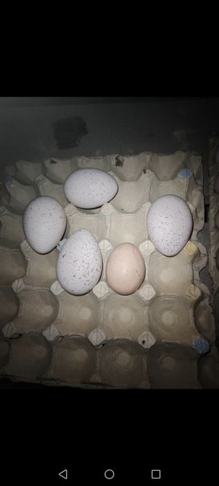 Оплодени яйца и пуйки