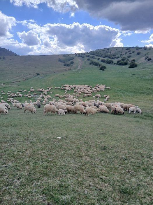 De vânzare turma de oi