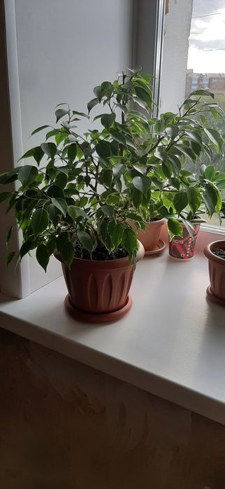 Цветок  фикус бенджамина