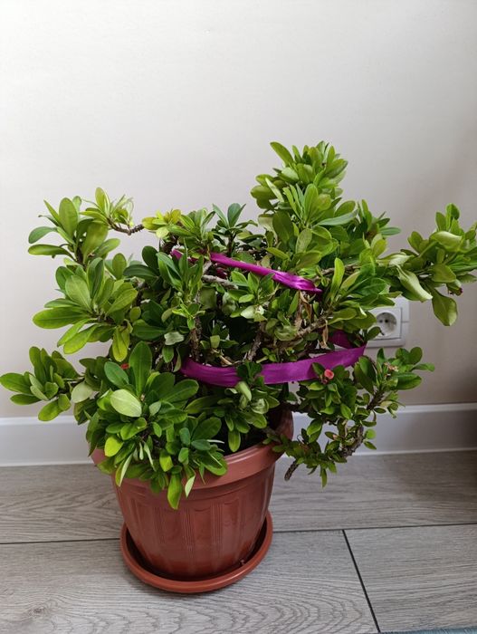 Домашние цвет разные