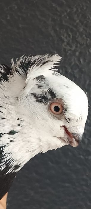 Продам красавца голуб