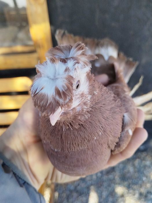 Продам голубку...