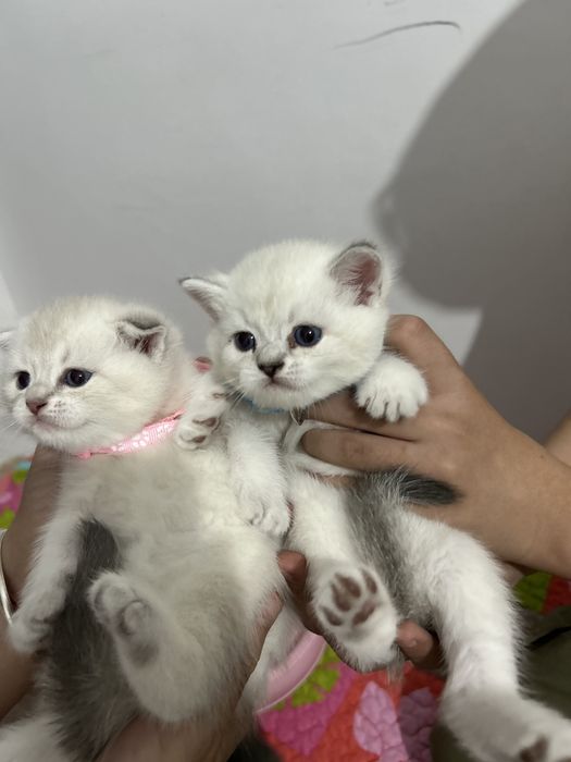 британские котята