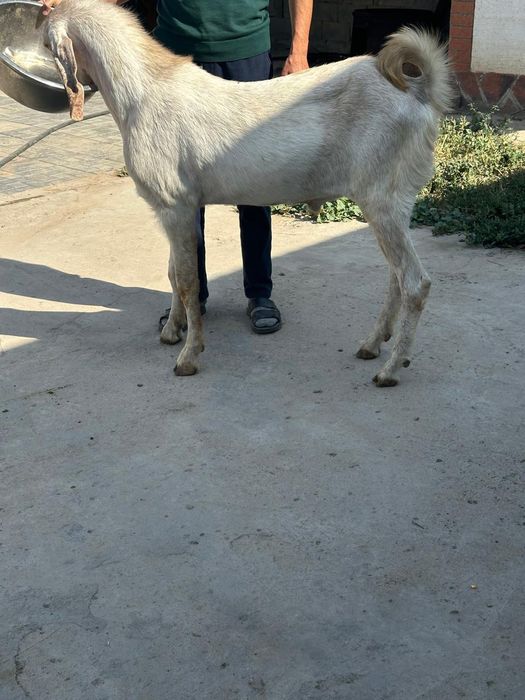 Теке таза битал. Козел битал