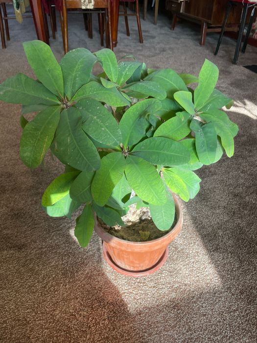 Агава, лимон, шефлера, фикус, традесеанция, хлорофильтрум, кактус