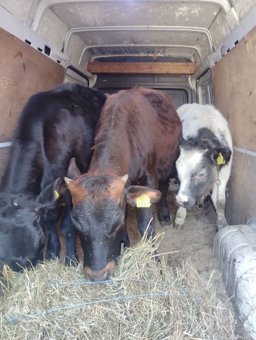 Vând 2 vitele  și un bou