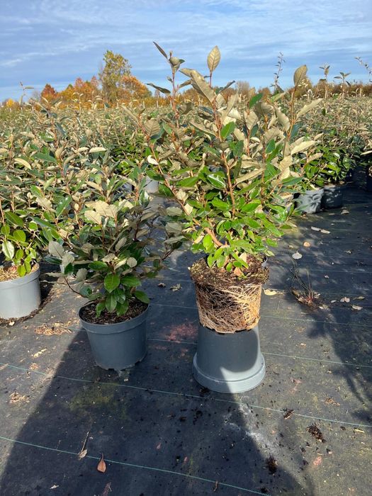 Prunus/Photinia/Eleagnus/Miscanthus/Taxus/Osmanthus
