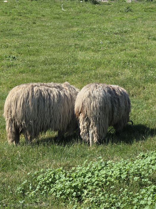 Animale de vânzare