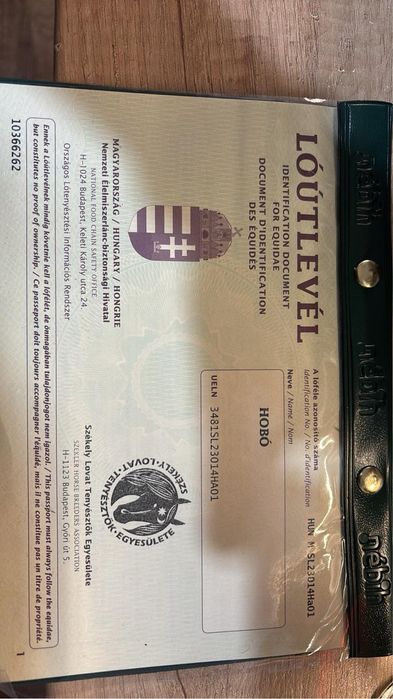 Cal metis  arab de 3 ani de vanzare!