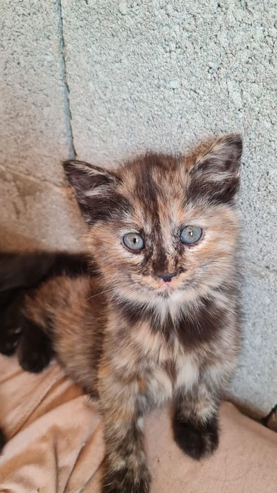 Ищем дом чудесным котятам