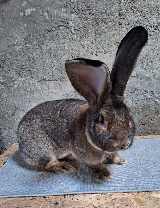 Mascul uriaș german gri 1 an