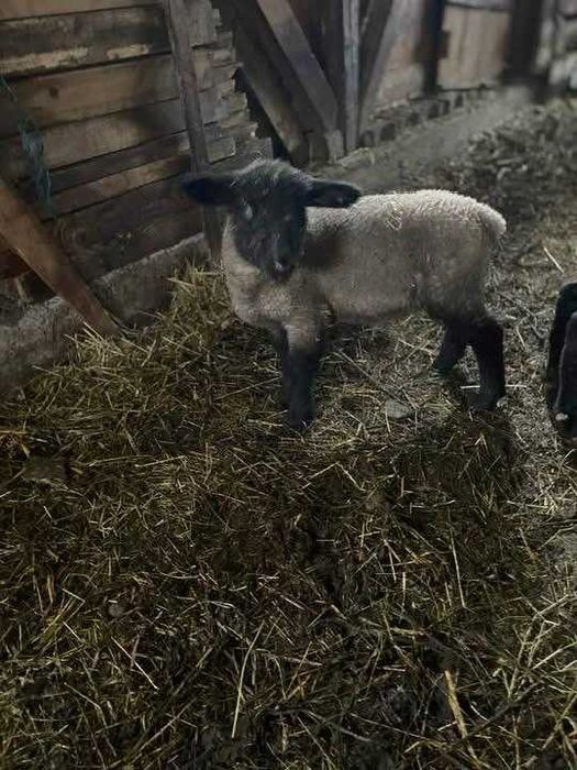 Vând 2 berbecuți rasa Suffolk (metis) – 3 luni – Dezvoltați foarte bine