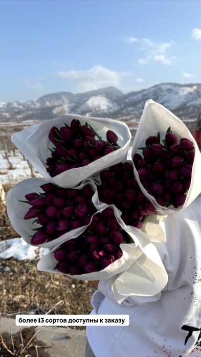 Лучшие тюльпаны с голландской луковицы