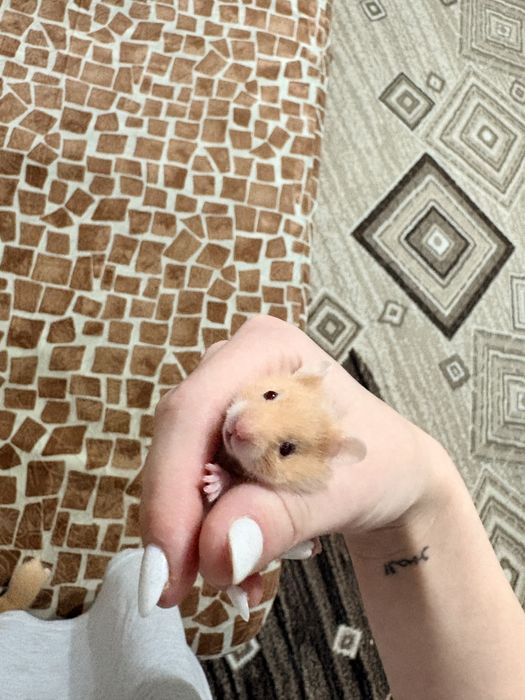 Продают хомячков