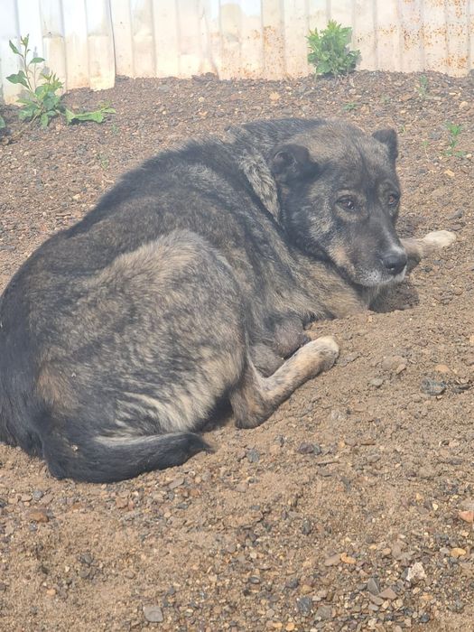 Отдадим 2-х щеночков