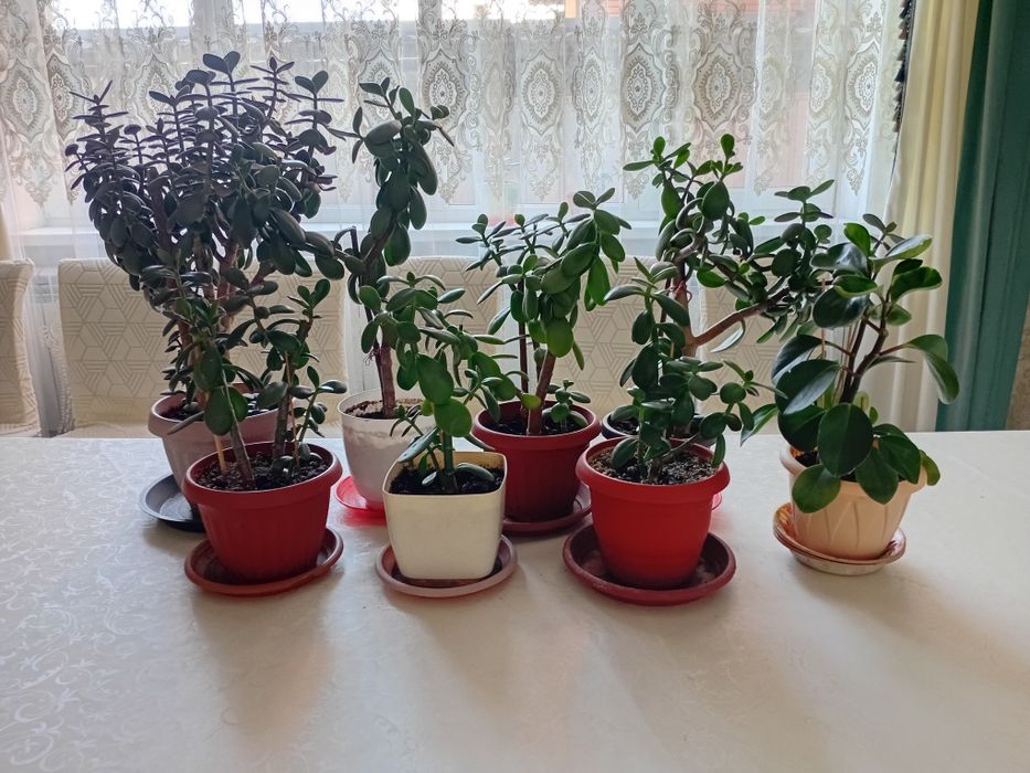 Продаю комнатный цветы