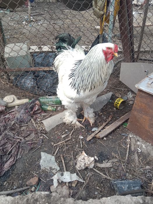 De vanzare Bibilici  de casa foarte frumoase bibilicile sunt de rasa