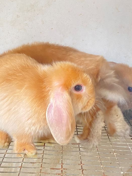 Корм для кроликов