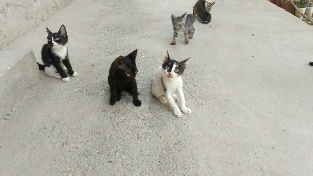 Mushuk bolalari tekinga