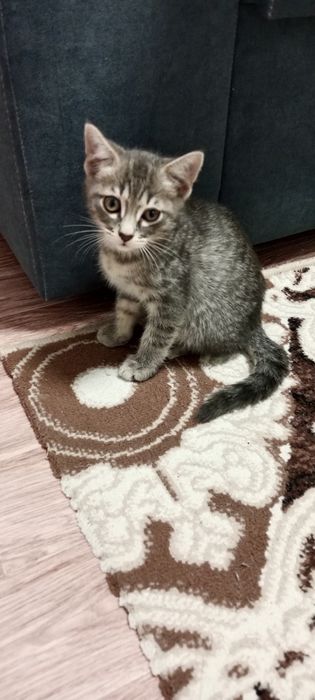 Отдам котят в добрые руки