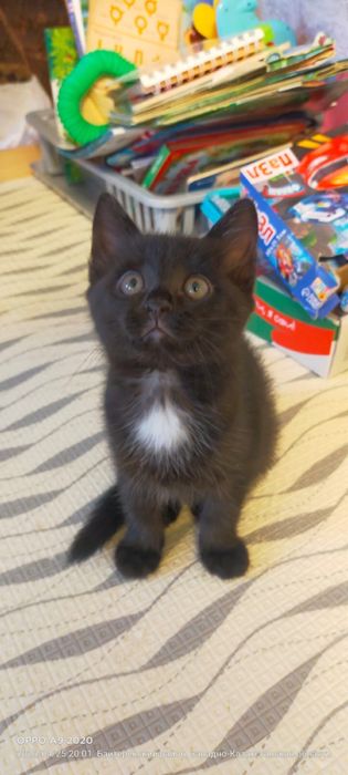 Отдам котенка в доюрые руки