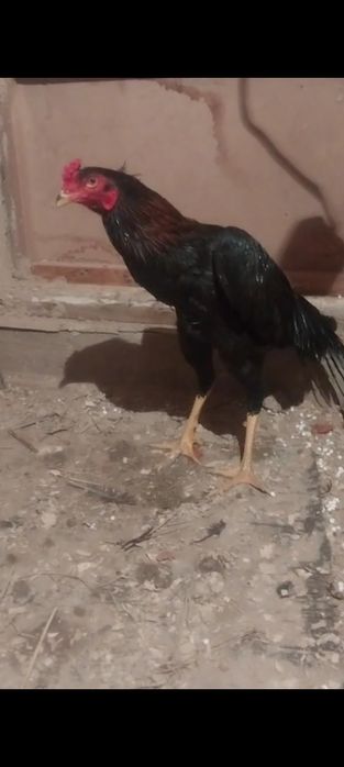 Дакан майский 35 мын