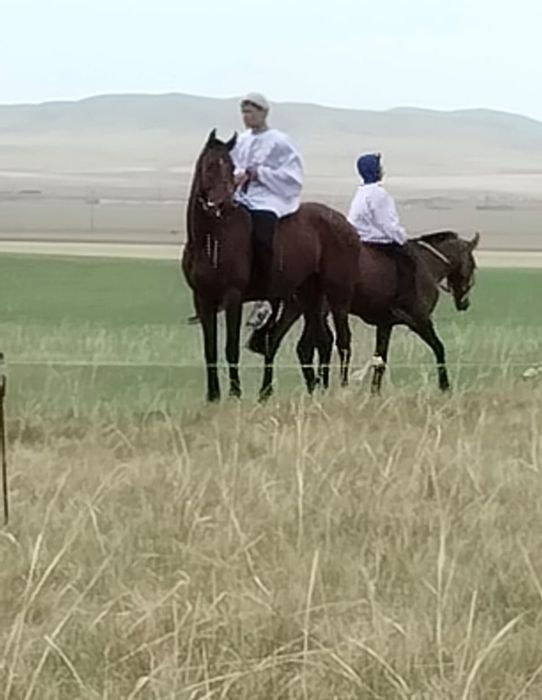 Тазақан чисторкровка жеребец