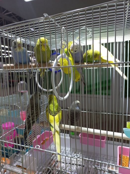 Волнистые попугаи птенцы