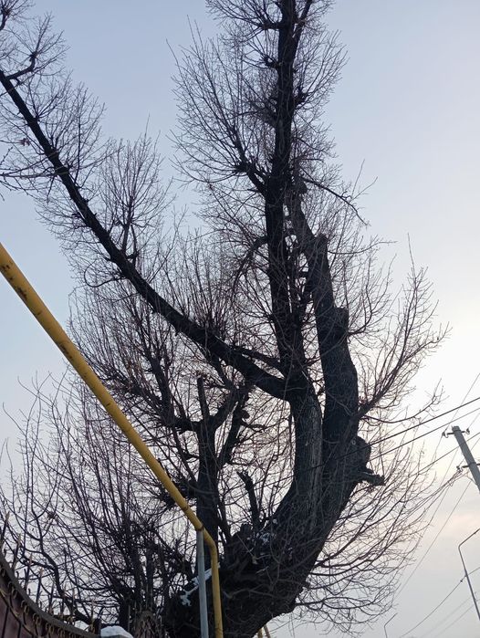 Продам дуб. Самовывоз