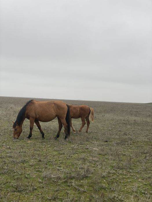 бие сатылат 4 бас семиз жаксы